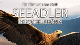 Seeadler – Der Vogel Phönix