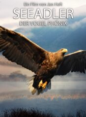 Seeadler – Der Vogel Phönix